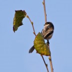 Codibugnolo Codibugnolo