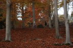Presenze nel bosco. Presenze nel bosco.