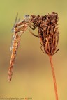 www.rossidaniele.com
Orthetrum brunneum
Canon EOS 7D + Sigma 180mm f/3.5 EX APO Macro HSM
f13 - 1/30 - ISO 100 - cavalletto - scatto remoto - pannellini
25.09.2011 ore 8.20
Suggerimenti e critiche sempre ben accetti.
Consiglio la visione in alta risoluzione
[url=http://www.rossidaniele.com/HR/_MG_1646copia2-mdc-1500.jpg]Versione HR[/url]