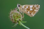 Pyrgus Pyrgus