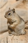squirrel#2