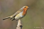 Pettirosso (Erithacus rubecula) Pettirosso (Erithacus rubecula)