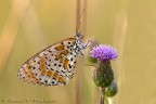 Melitaea Melitaea