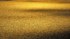 Oro....grafia Oro....grafia