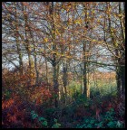 Autumn doodle Autumn doodle