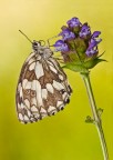 Melanargia Melanargia