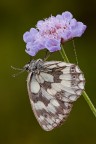 Melanargia Melanargia