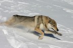 Siluro nella neve Siluro nella neve