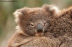 Koala a Kangaroo Island Koala a Kangaroo Island