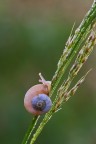 Cochlicella acuta 
critiche e consigli sono molto apprezzati

un saluto,Tamara

40D,100mm L,treppide e scatto remoto 
f13,tv 0,6,iso 200

HR: http://img847.imageshack.us/img847/2765/chiocc1link.jpg