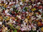 composizione autunnale composizione autunnale