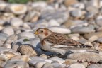 Zigolo delle nevi (plectrophenax nivalis)