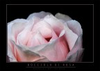 Bocciolo di rosa Bocciolo di rosa
