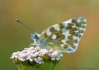Pontia edusa Pontia edusa