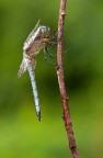 Orthetrum coerulescens (m) Orthetrum coerulescens (m)
