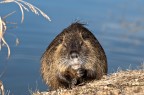 nutria nutria