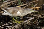 Sgarza ciuffetto(Ardeola ralloides) Sgarza ciuffetto(Ardeola ralloides)