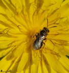 insect in the flower insect in the flower