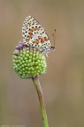 Melitaea didyma su cipollotto selvatico Melitaea didyma su cipollotto selvatico