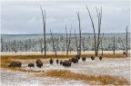 Yellowstone - Bisonti Yellowstone - Bisonti