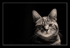Cleo... Cleo...