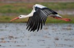 Cicogna in volo Cicogna in volo