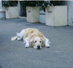 solitudine e stanchezza n.2 solitudine e stanchezza n.2