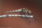 Sympetrum striolatum (Charpentier, 1840) - Libellulidae Sympetrum striolatum (Charpentier, 1840) - Libellulidae