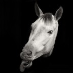 the joker horse the joker horse