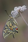 Papilio machaon Papilio machaon