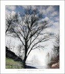 Albero Riflesso Albero Riflesso