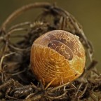 Isopoda: Armadilium vulgare Isopoda: Armadilium vulgare