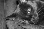 E' stata fatta per caso e non ha pretese, ma mi piace portare con me il mio adorato micione ^_^

Note tecniche:iso 800, f/5.6  1/80 usato flash