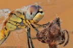 www.rossidaniele.com
Sympetrum fonscolombii
Canon EOS 7D + Sigma 180mm f/3.5 EX APO Macro HSM
f22 - 1/4 - ISO 100 - cavalletto - scatto remoto - pannellini
24.09.2011 ore 8.05
Suggerimenti e critiche sempre ben accetti.
Consiglio la visione in alta risoluzione
[url=http://www.rossidaniele.com/HR/_MG_1631copia3-mdc-1500.jpg]Versione HR[/url]