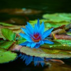 Libera Interpretazione Libera Interpretazione