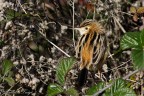 beccamoschino(Cisticola juncidis) beccamoschino(Cisticola juncidis)