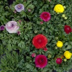 Gruppo Fiorito Gruppo Fiorito