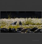 andiamo via andiamo via