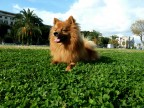 my dog