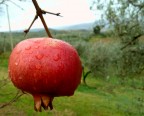 rosso dolce rosso dolce