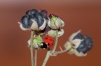 La coccinella e le sue morose La coccinella e le sue morose