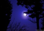 la luna ed i cipressi la luna ed i cipressi