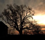 Olmo Campagnola Emilia (RE) Olmo Campagnola Emilia (RE)