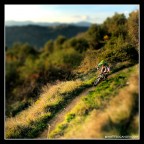 [MTB]Tilted