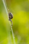 Araneus Araneus