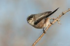 Codibugnolo -Aegithalos caudatus Codibugnolo -Aegithalos caudatus
