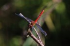 libellula libellula