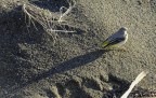 sulla spiaggia