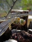 Dragonfly mattiniera Dragonfly mattiniera