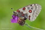 Parnassius-apollo-(Parnassius-apollo) Parnassius-apollo-(Parnassius-apollo)